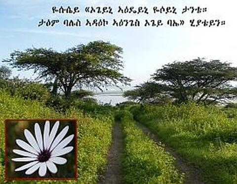 ኦጌይ ታንቴ