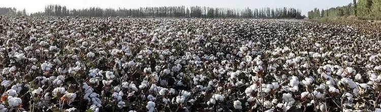 ዋዕኢስ ፑዕታ